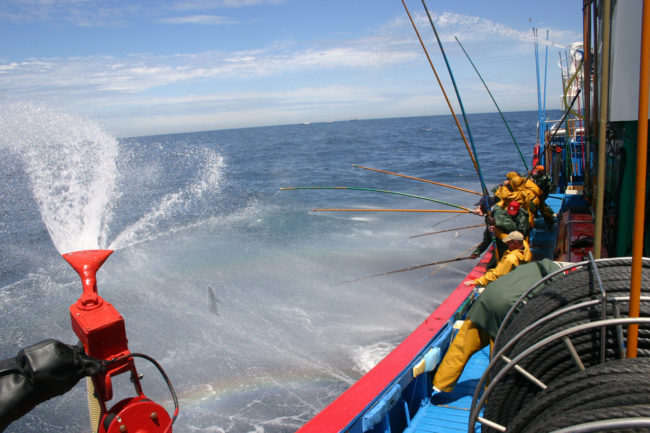 Atunetan097 pesca de atun