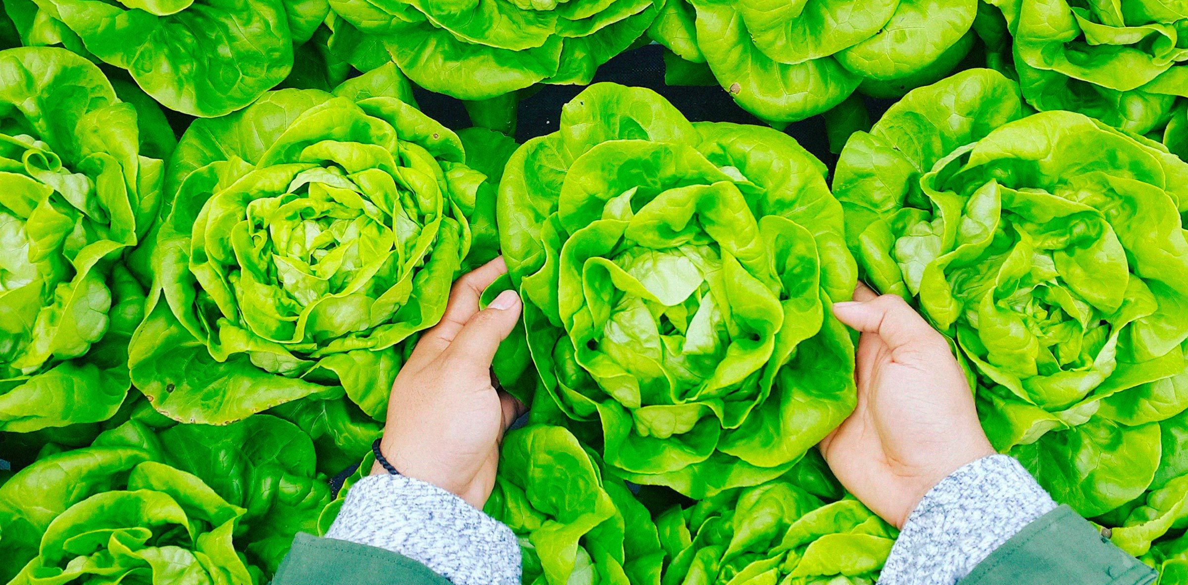 lechuga-mano-verde-alimentacion-salud-azti-2400x1183