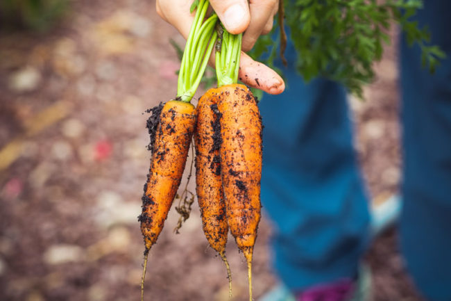 zanahorias zanahorias
