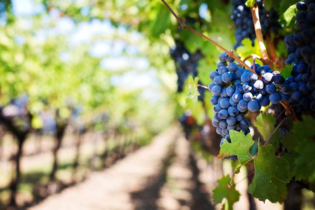 viñedo-plata-uva vinedo con una negra