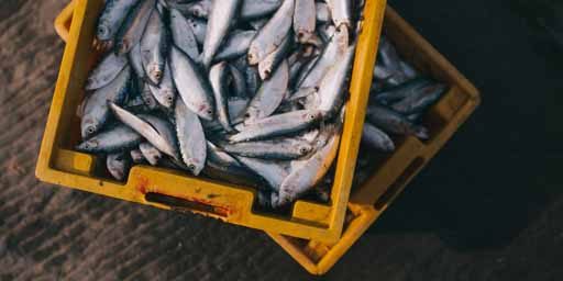 Sumproductos acuicultura Estudio consumidores sobre subprodcutos marinos