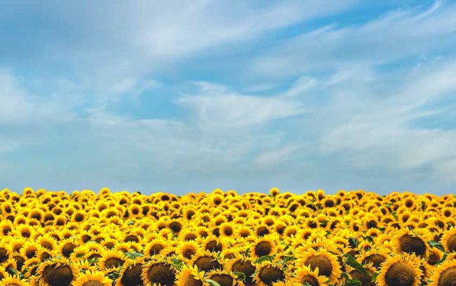 Nuevas leyes y normativas sobre alimentacion