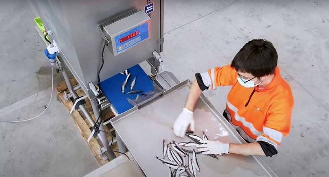 máquina contadora de anchoas_low Inteligencia artificial