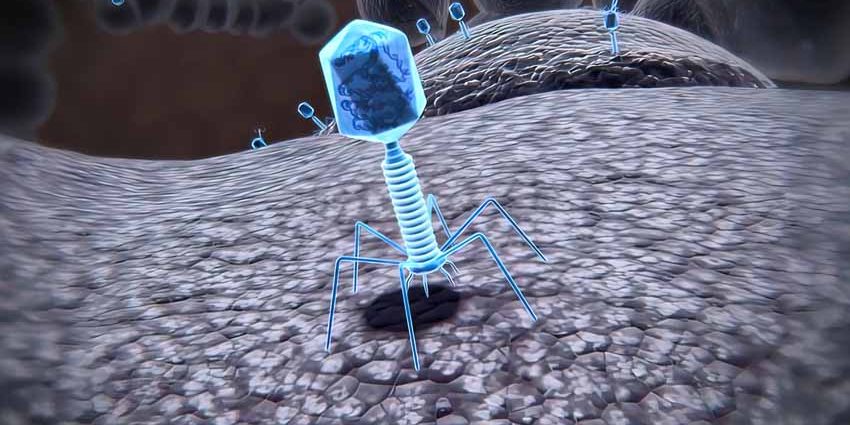 Bacteriófagos Biocontrol de patógenos