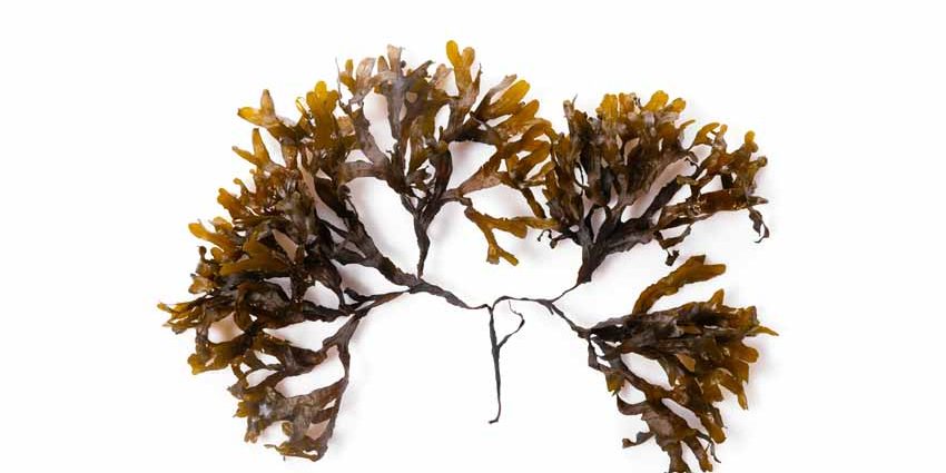 Algas un valor en alza
