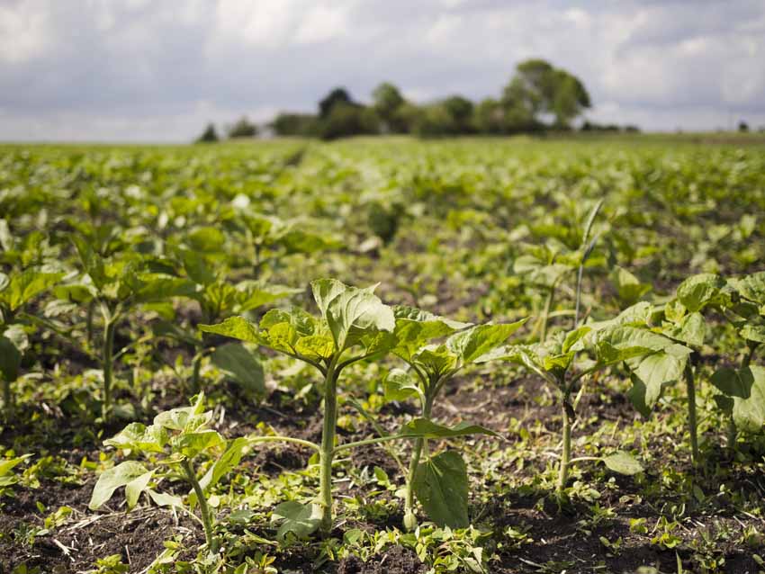 agricultura regenerativa Agricultura regenerativa