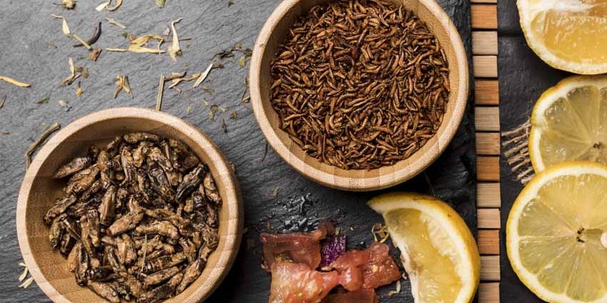 insectos como ingrediente alimentacion Insectos