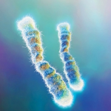 Telomeres