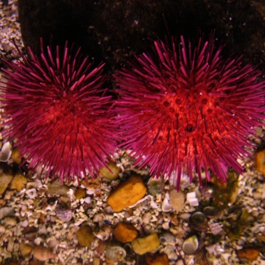 Paracentrotus_lividus_001_-_Aquarium_Finisterrae