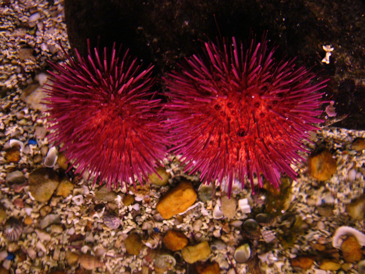 Paracentrotus_lividus_001_-_Aquarium_Finisterrae