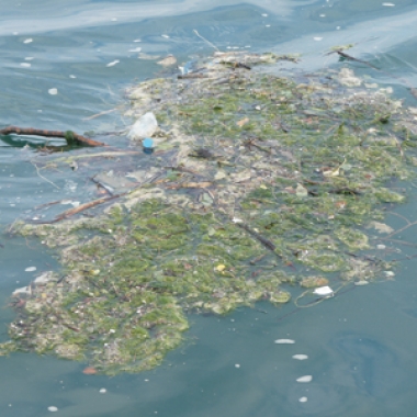 basuras marinas