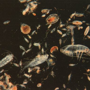 zooplankton