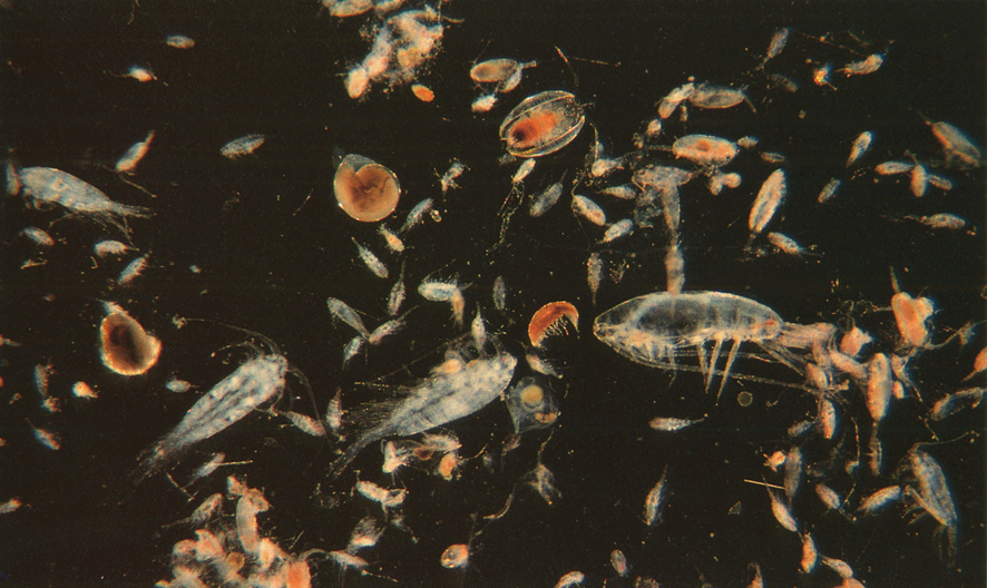 zooplankton