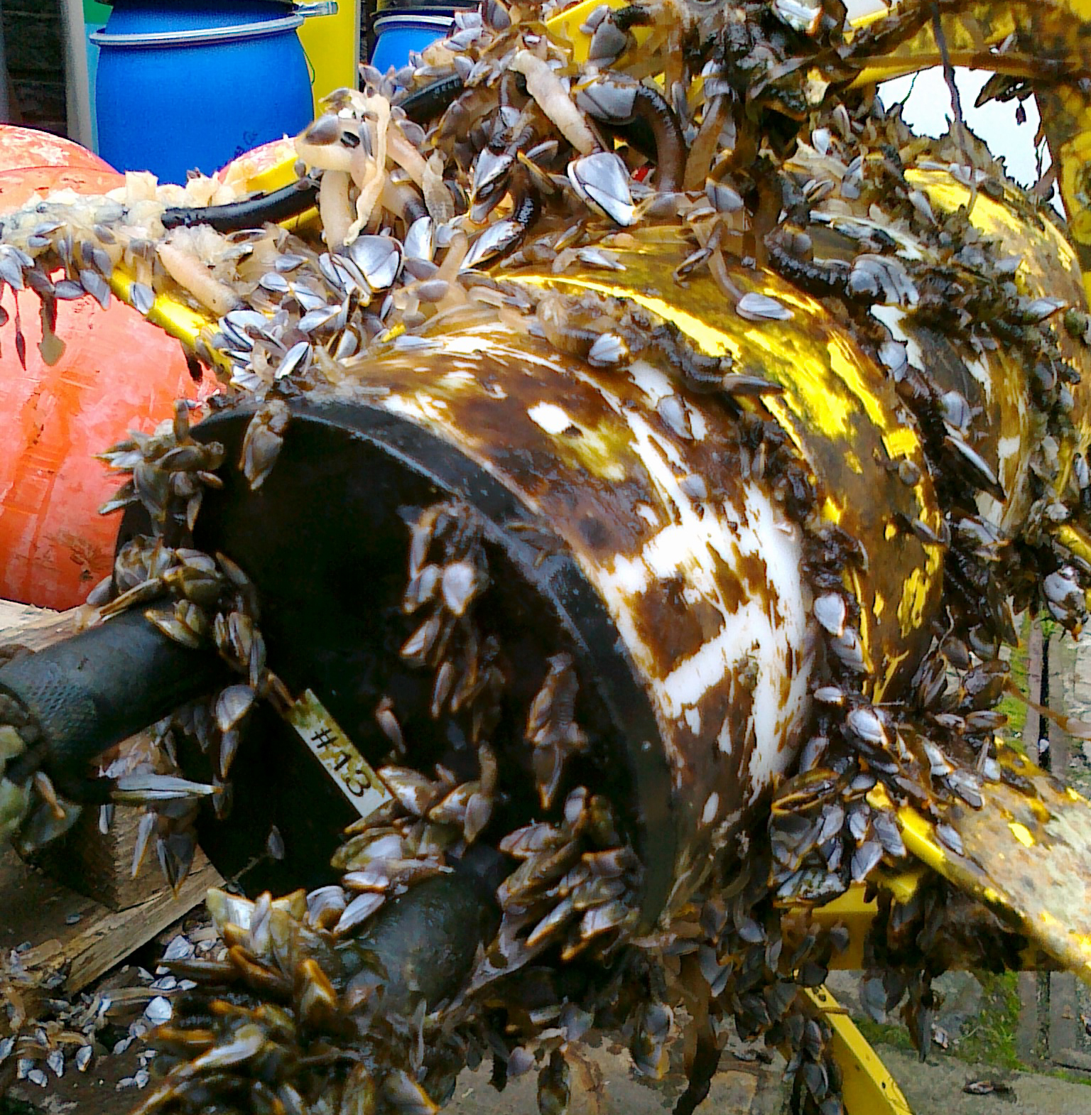 biofouling