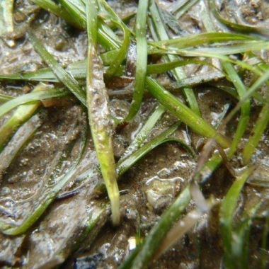 zostera noltei