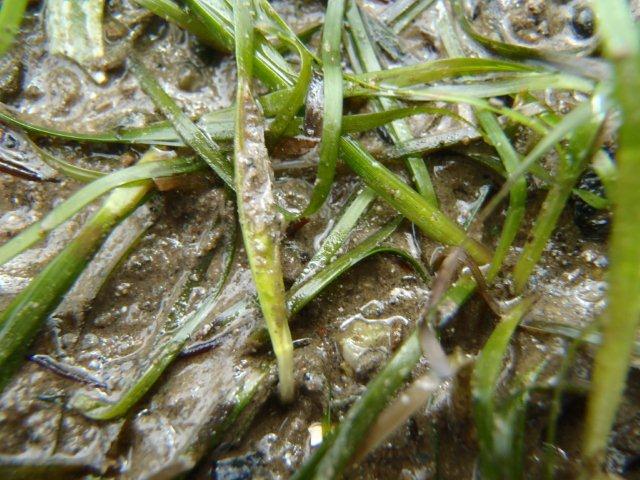 zostera noltei