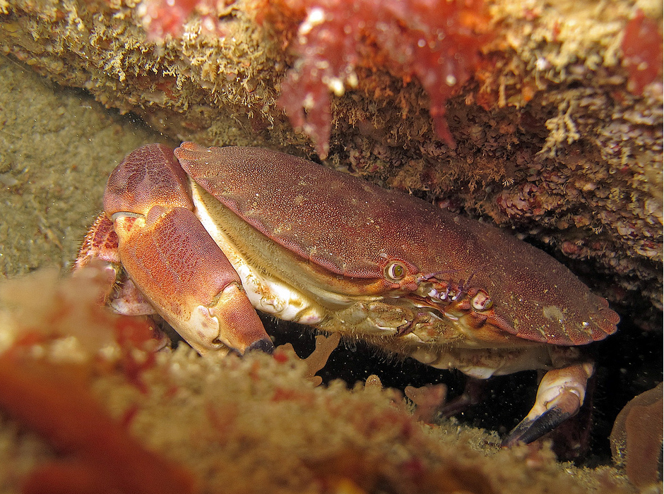 Cancer Pagurus by Christophe Quintin