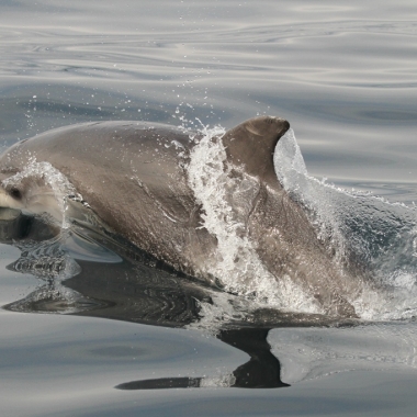 Delfin mular