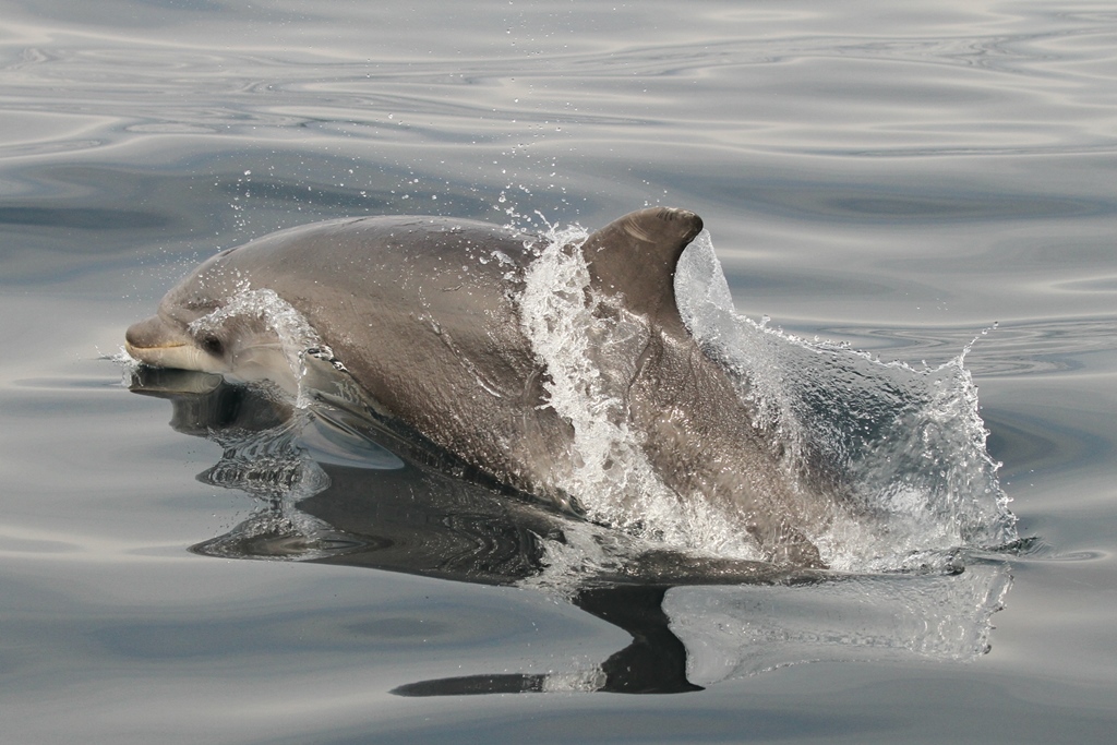 Delfin mular