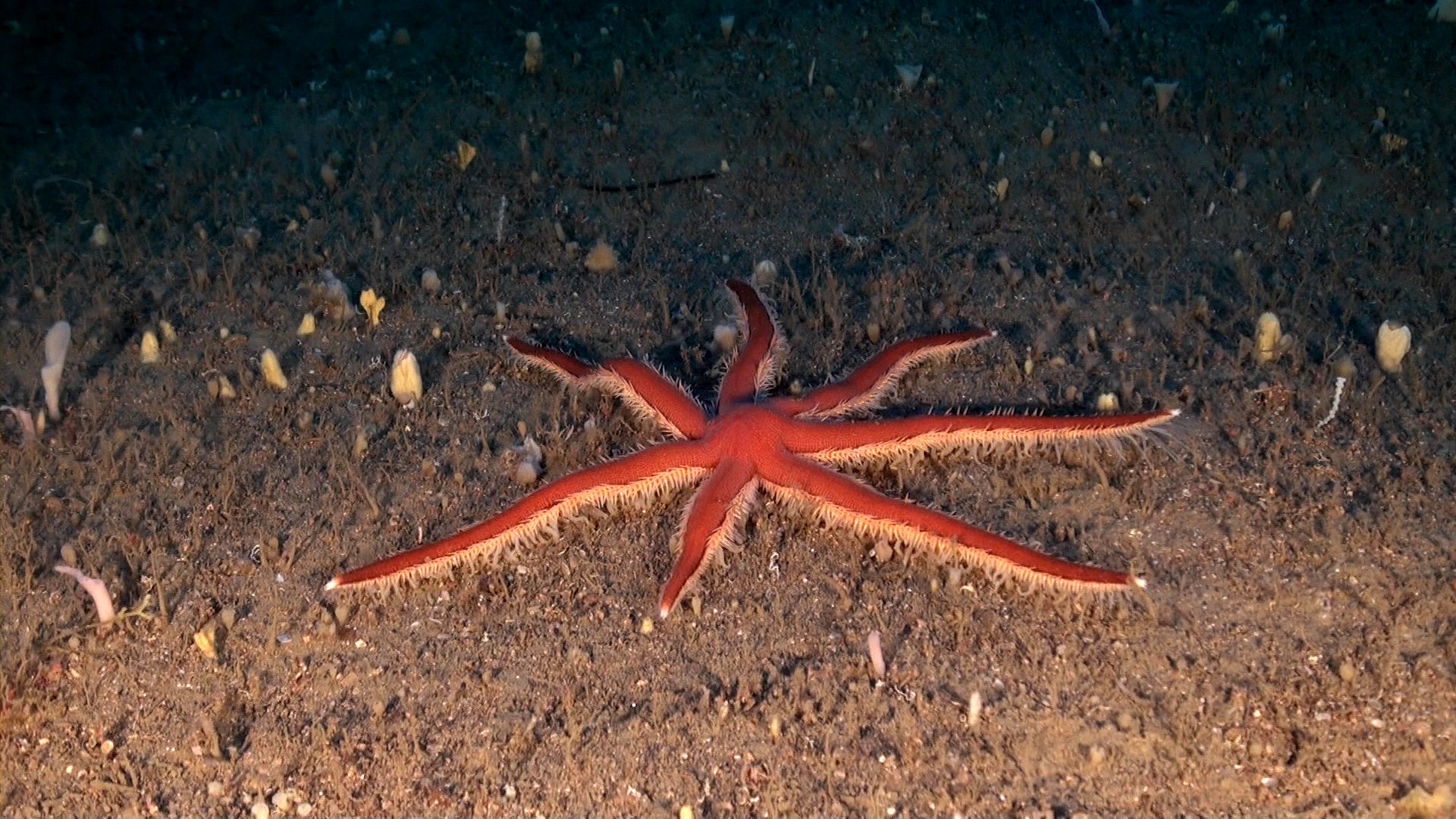 estrella de mar