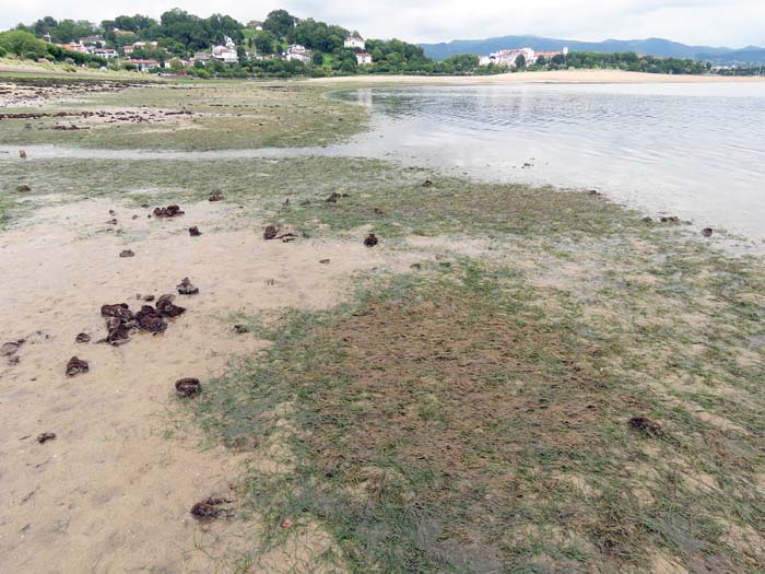Zostera_Noltei_Bidasoa