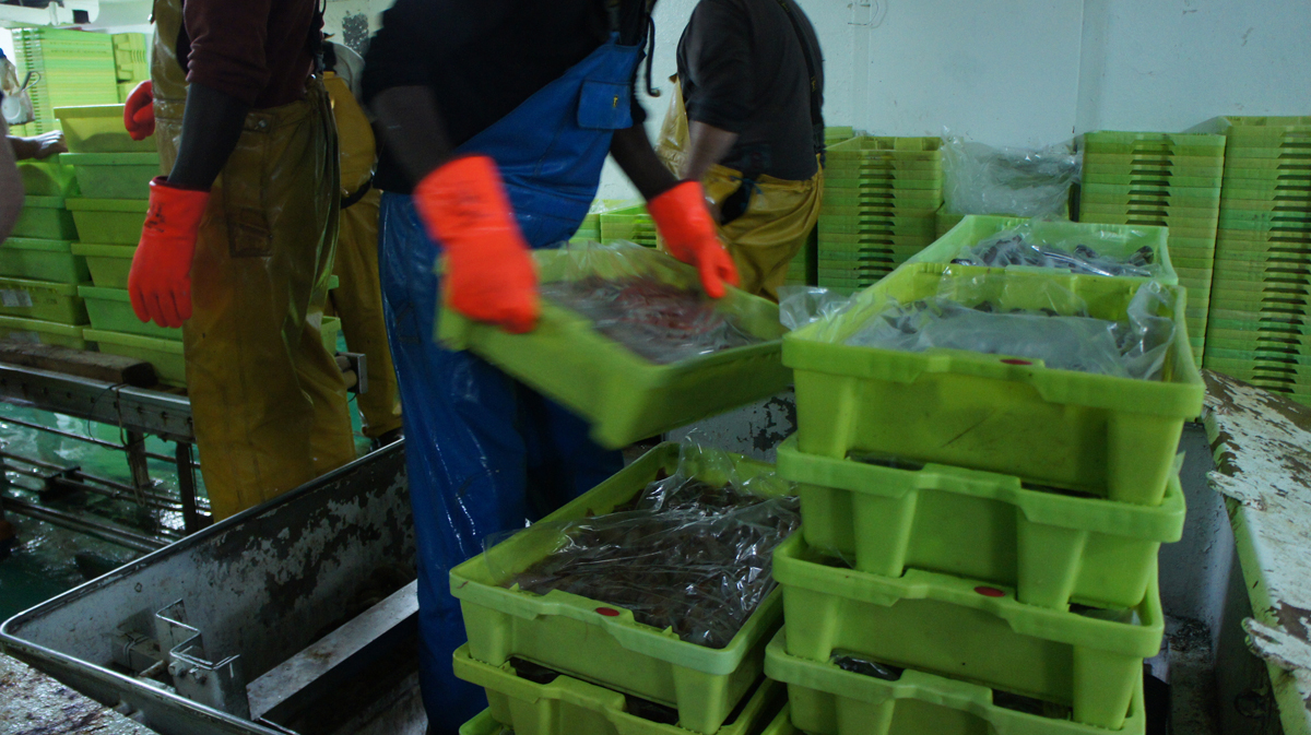 pescado en punto de primera venta pescado en punto de primera venta