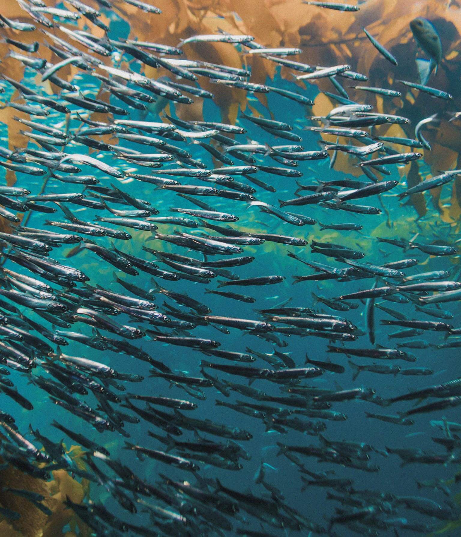 Banco de peces en el fondo marino