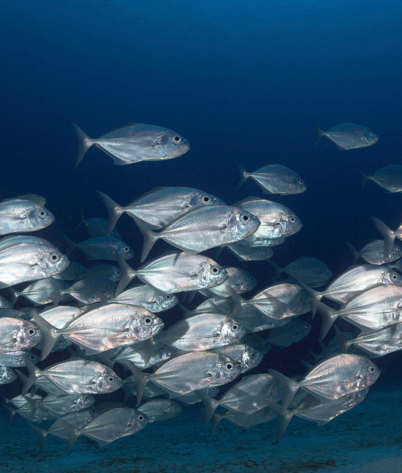 banco-peces-fragilidad-mares-cambio-climatico-azti
