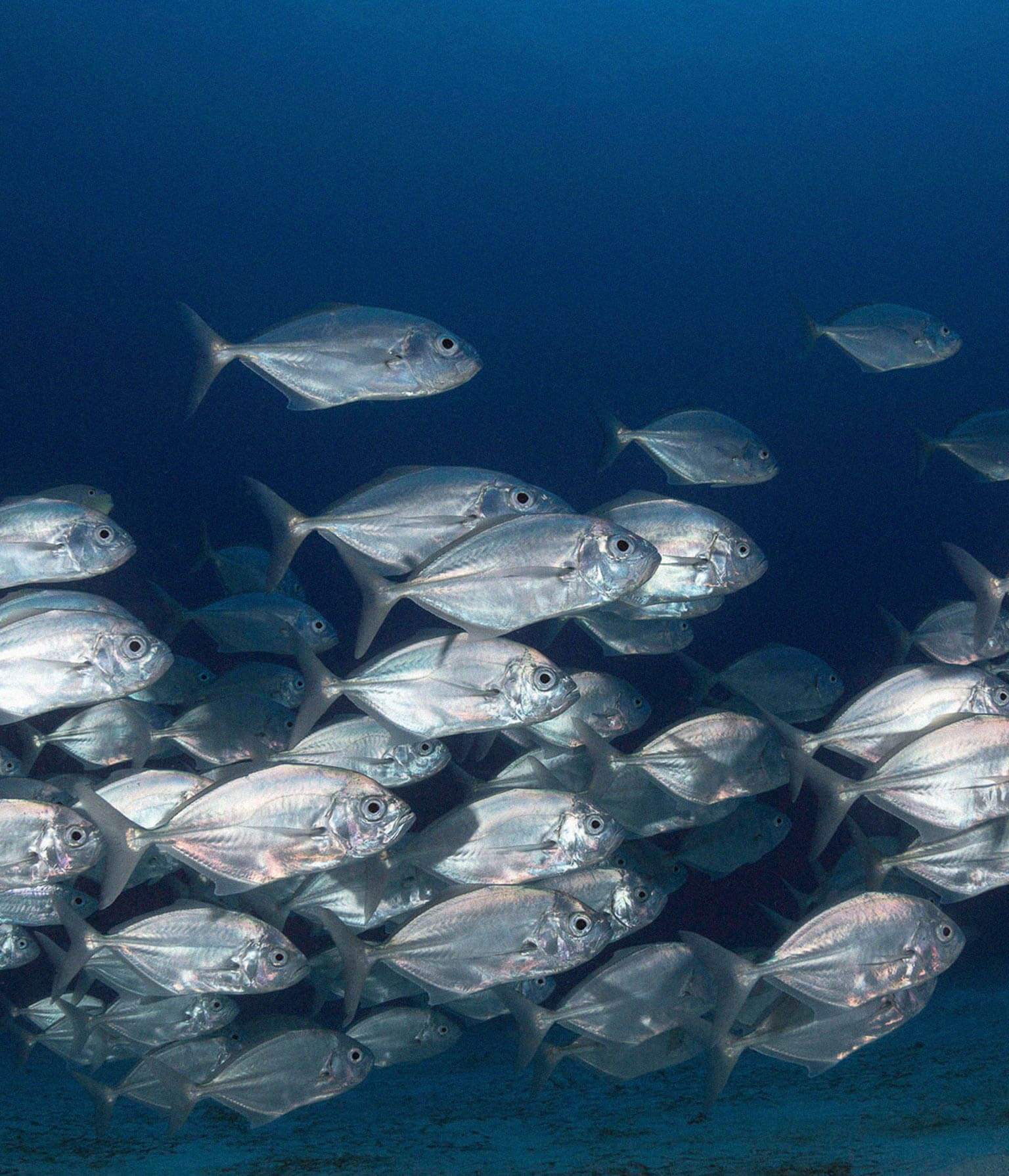 banco-peces-fragilidad-mares-cambio-climatico-azti banco de peces