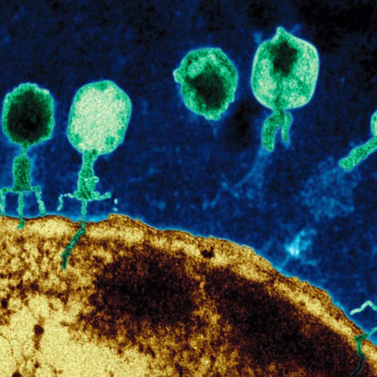 вирусы бактерий бактериофаги. строение бактериофага микробиология. бактериофаг т4. микроорганизм бактериофаг. бактериофаг жизнь.
