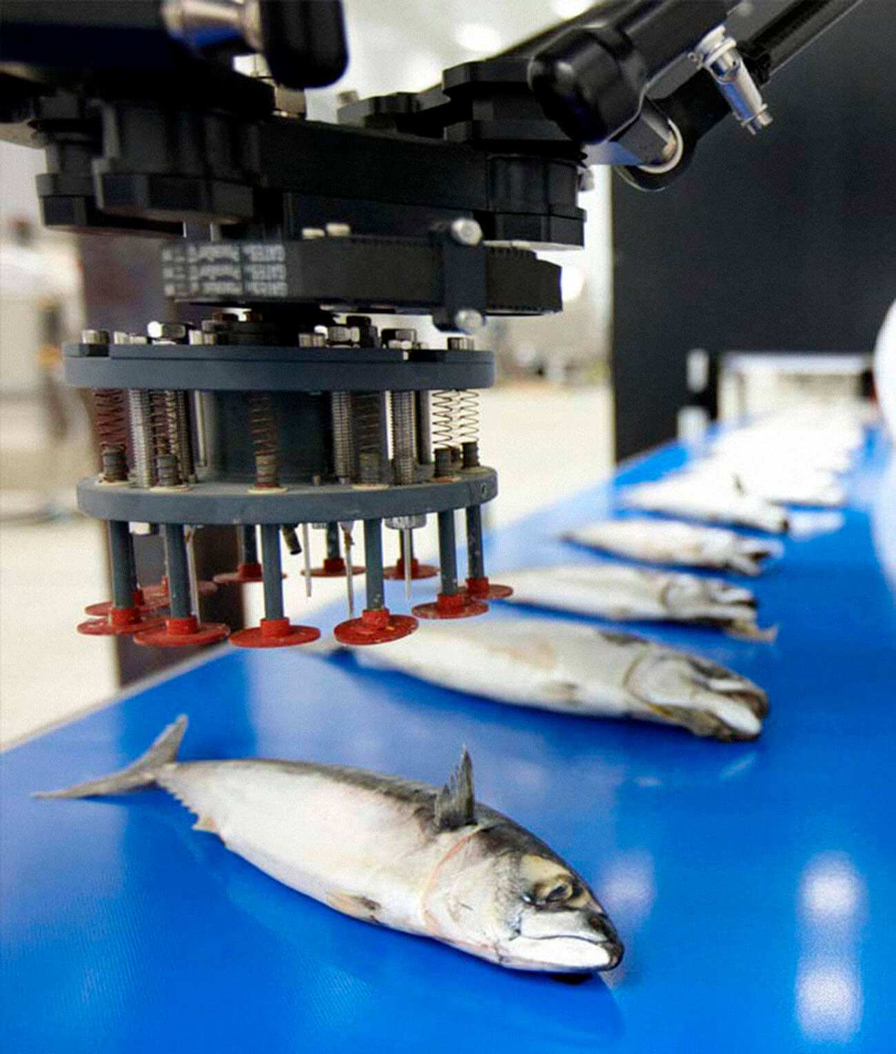 cola-procesamiento-pescado-seguridad-integridad-alimentaria-azti tecnologías visión artificial para la cadena alimentaria