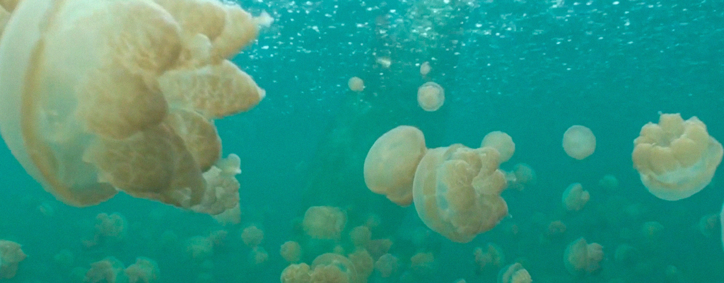Medusas flotando en el mar