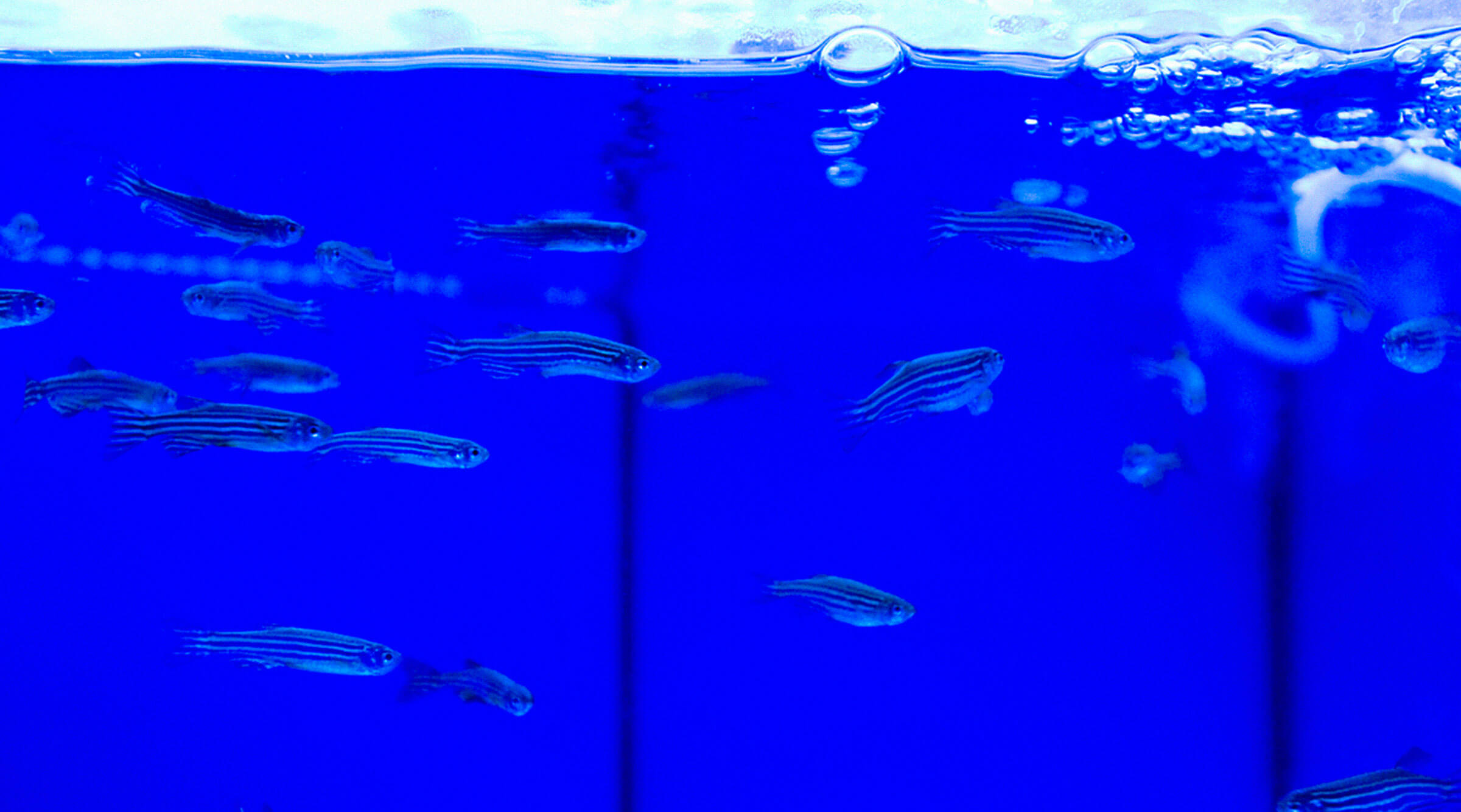 peces-pecera-agua-analisis-alta-eficiencia-para-investigacion-en-nutricion-y-salud-pez-cebra-azti