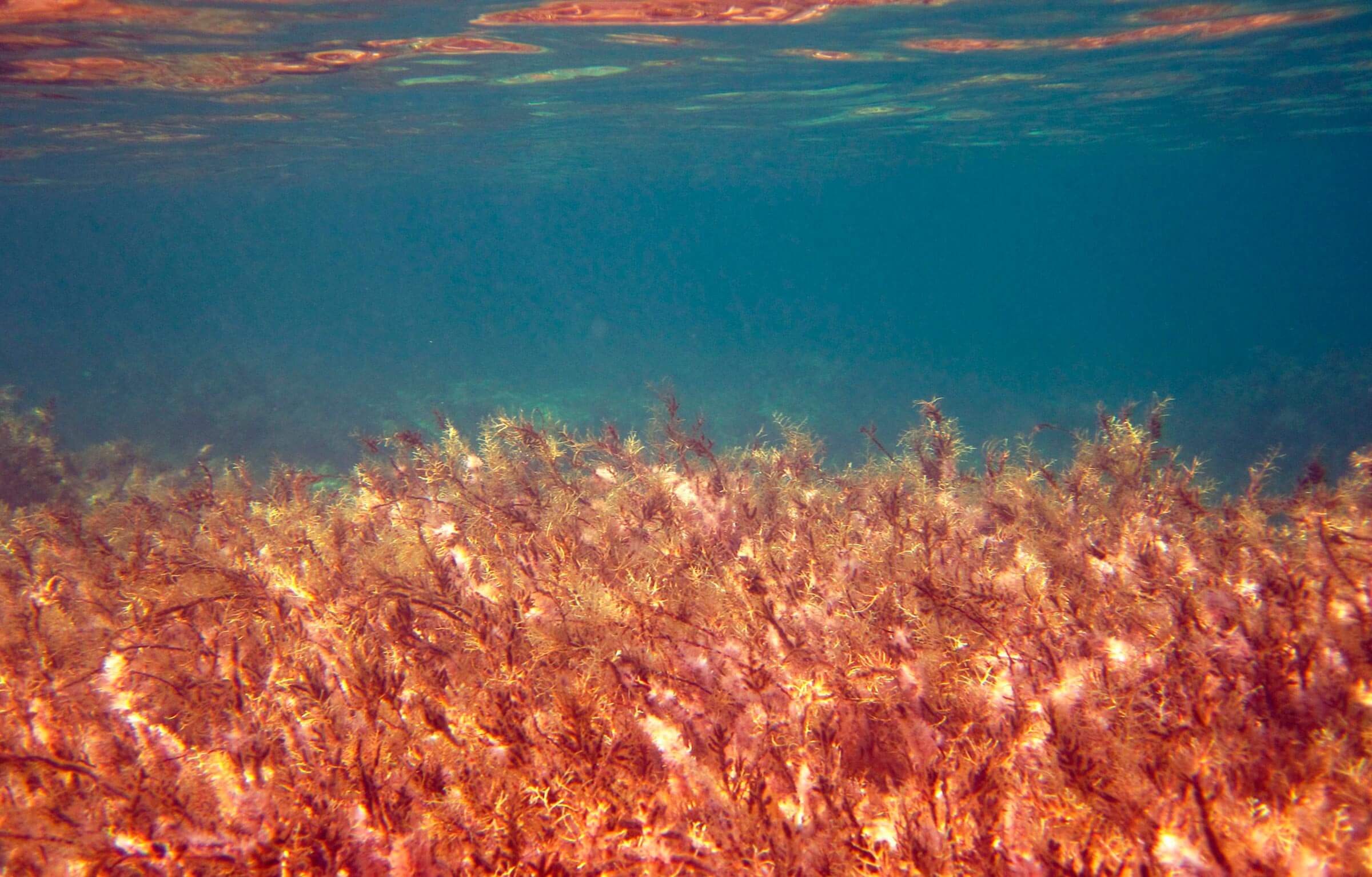 red de calidad de aguas