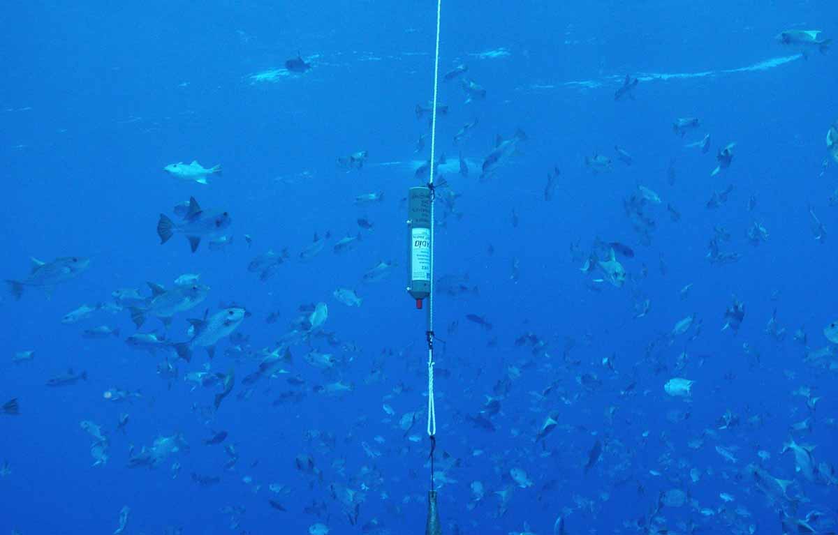 recuperación del ecosistema acuatico marino