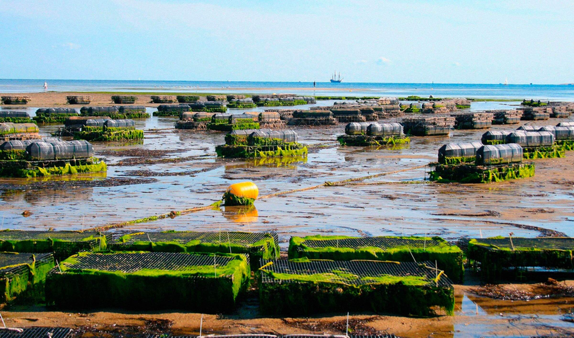 mejora ambiental acuicultura