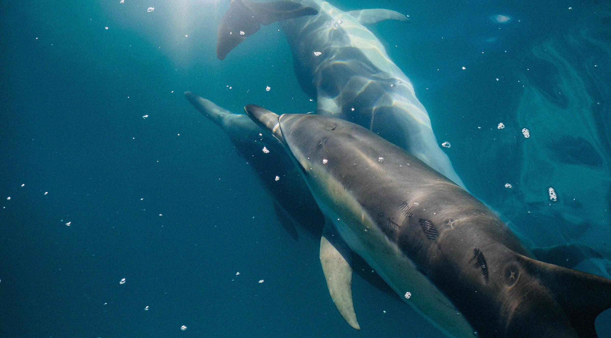 delfines-nadando-vida-submarina-azti Conservar y gestionar de forma sostenible los océanos, los mares y los recursos marinos