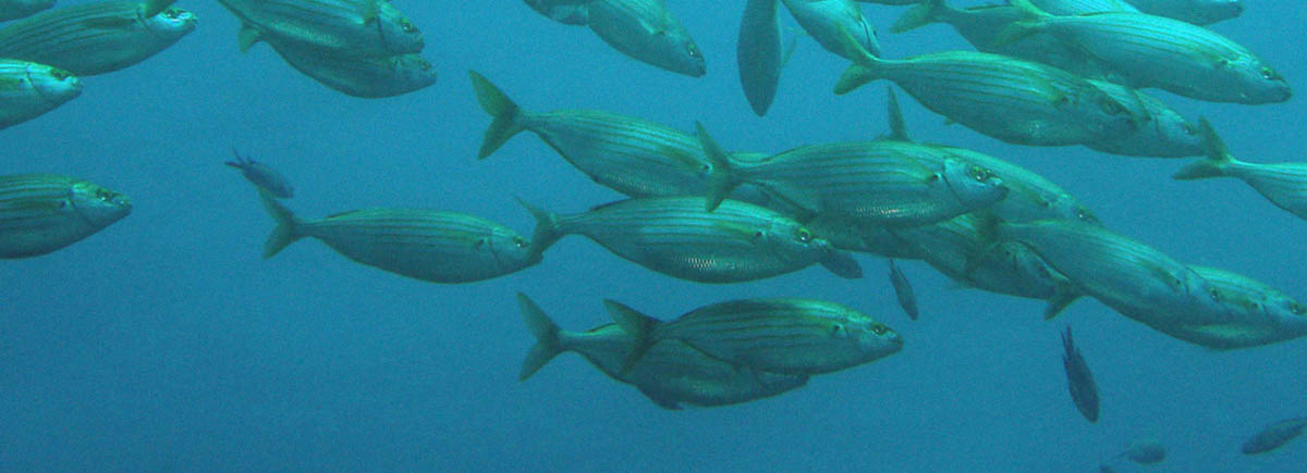 control de parásitos en peces de acuicultura