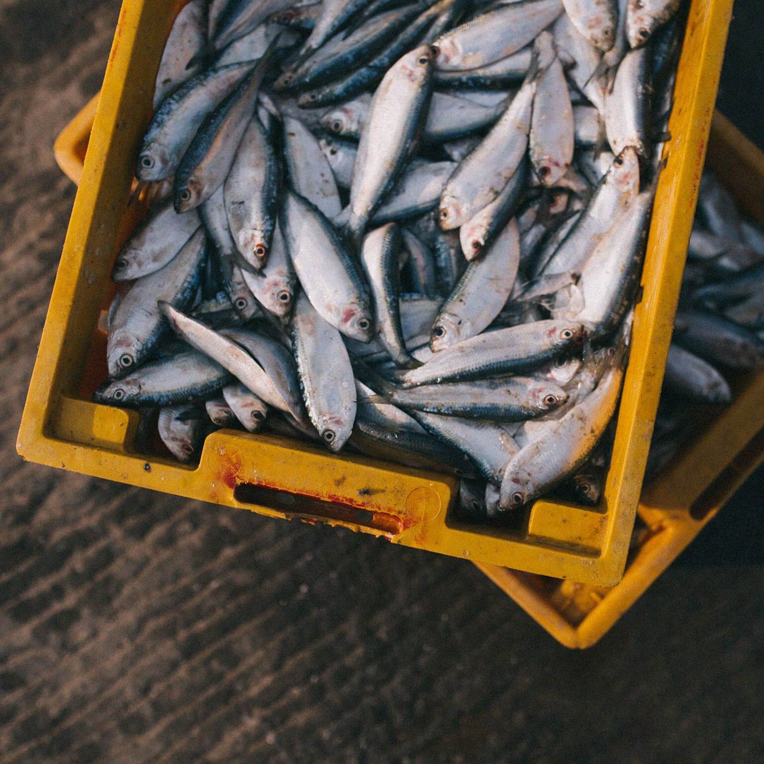 pescado-produccion-consumo-responsables-azti pescado-produccion-consumo-responsables-azti