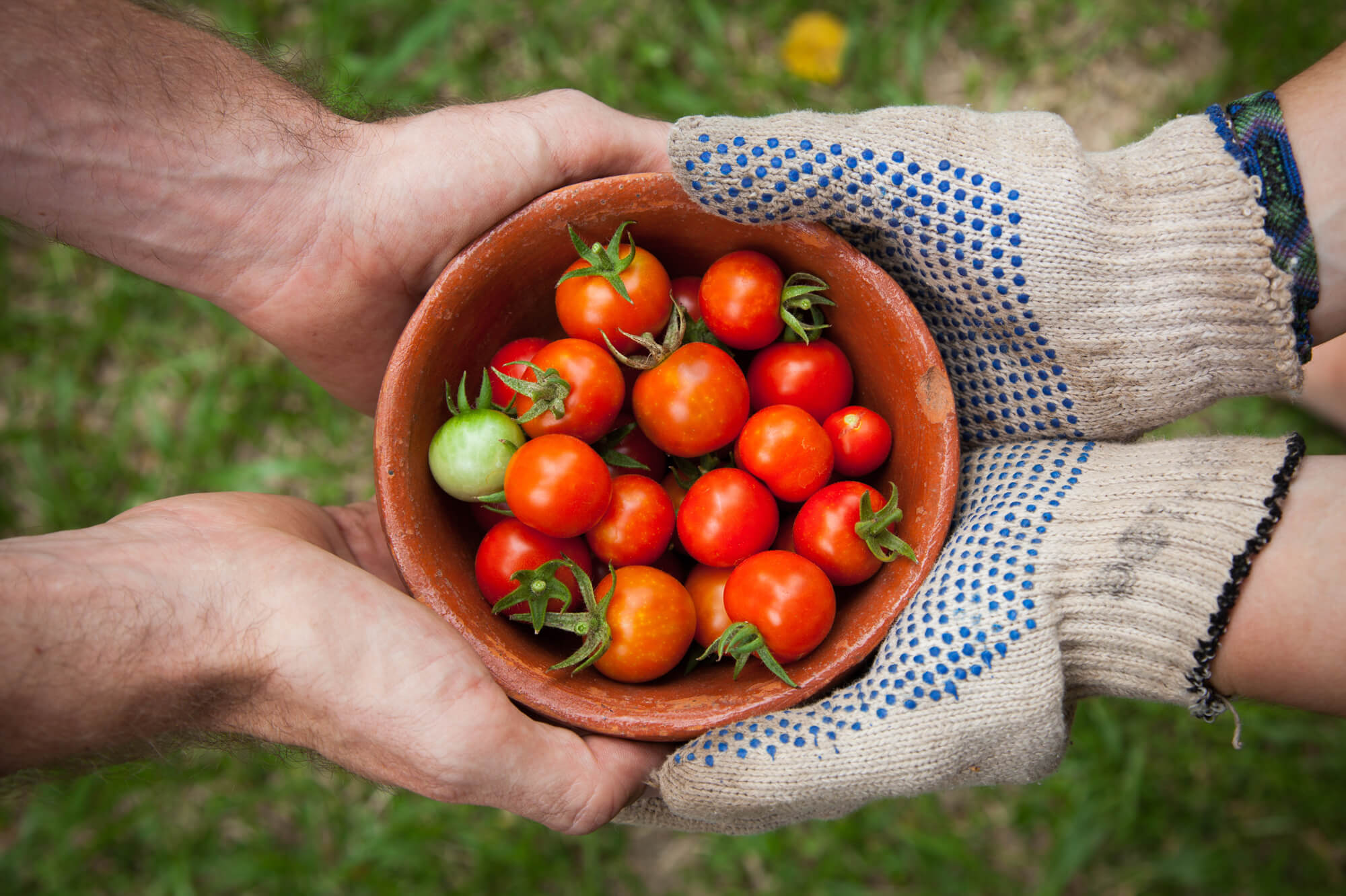 hand-plant-fruit-flower-food-harvest