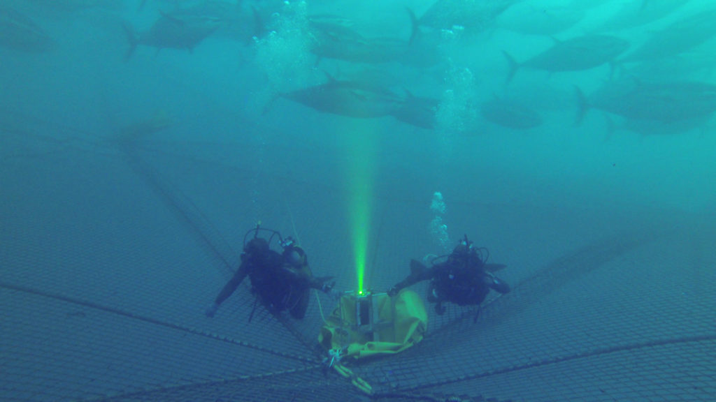 águila recuperar observación Nueva cámara 3D que ofrece imágenes subacuáticas sin precedentes - AZTI