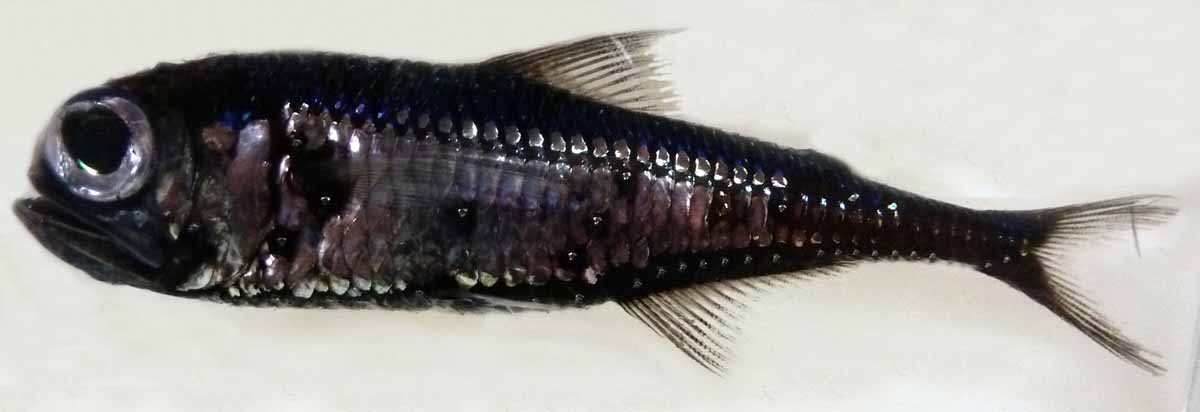 mesopelagic fish