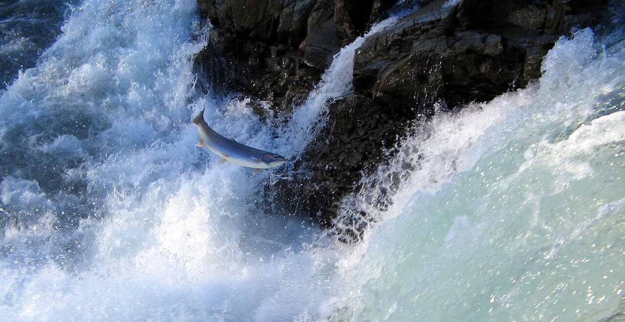 Jumping_Salmon