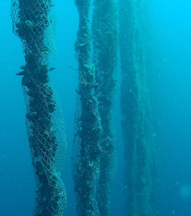 mejillones de acuicultura en cuerda long line