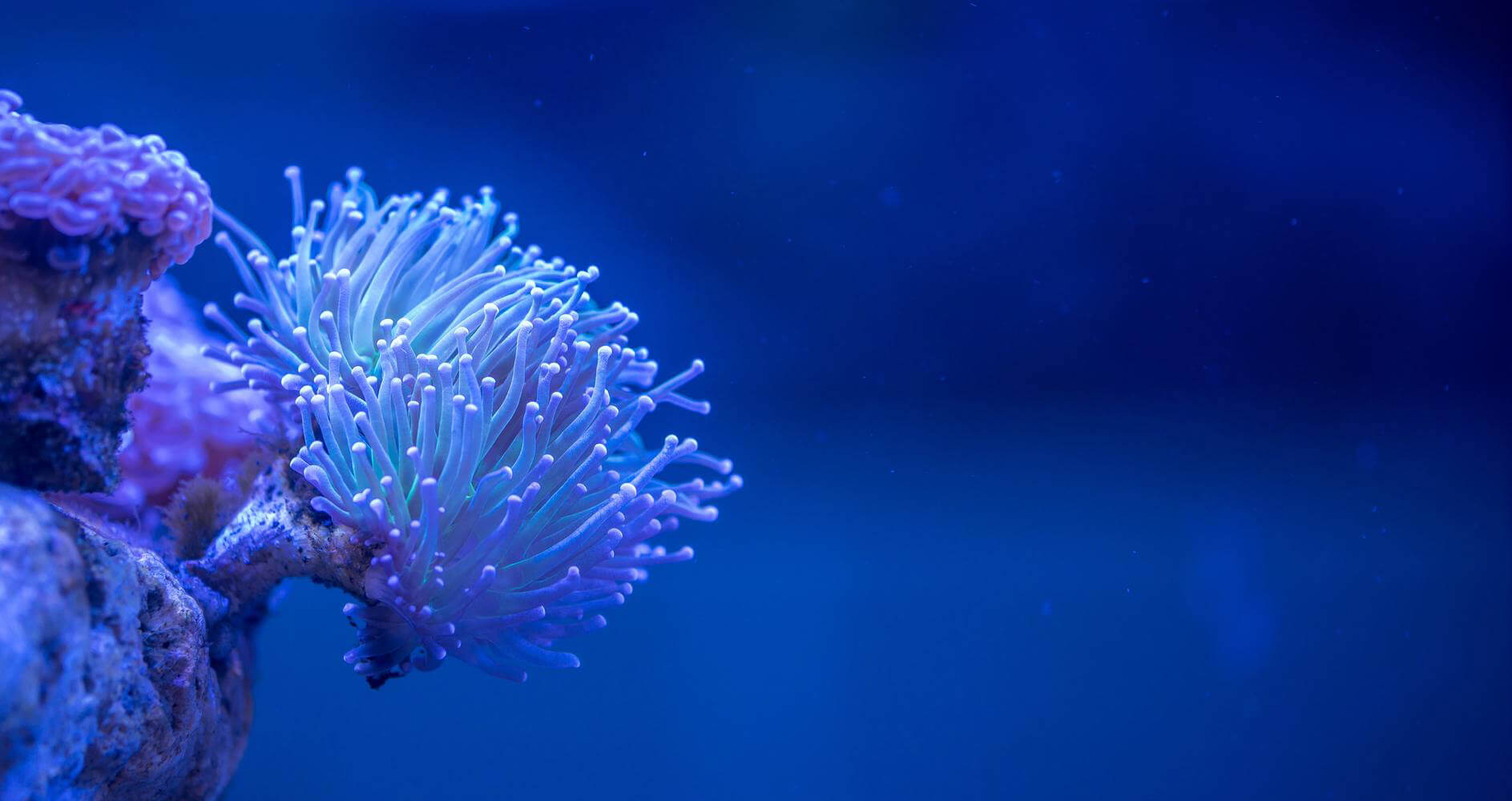 blue-sea-anemone-coral-reef-marine-biology-coral-macro-photography