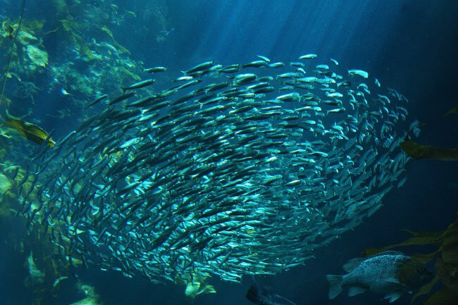 banco-sardinas
