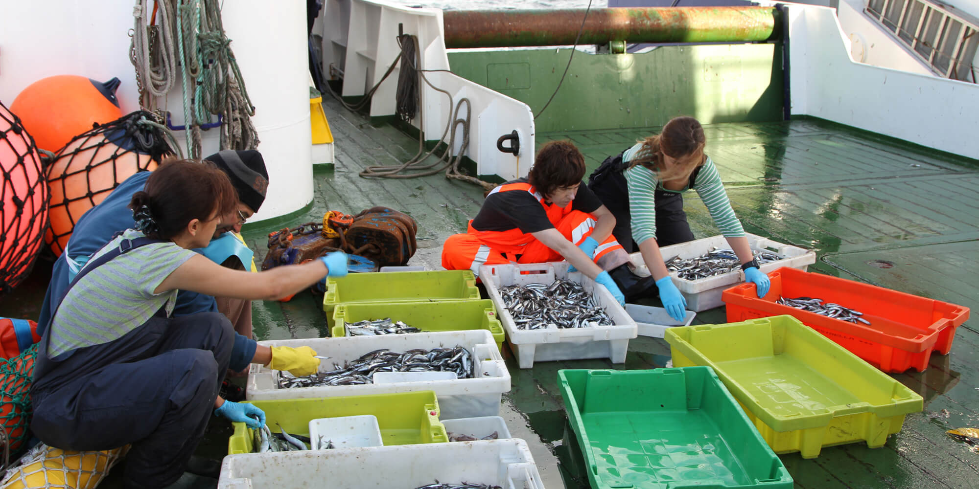 campaña_juvena_AZTI_juveniles_anchoa