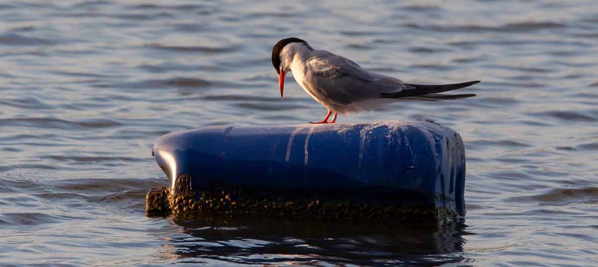 ave sobre botella de plastico en el mar