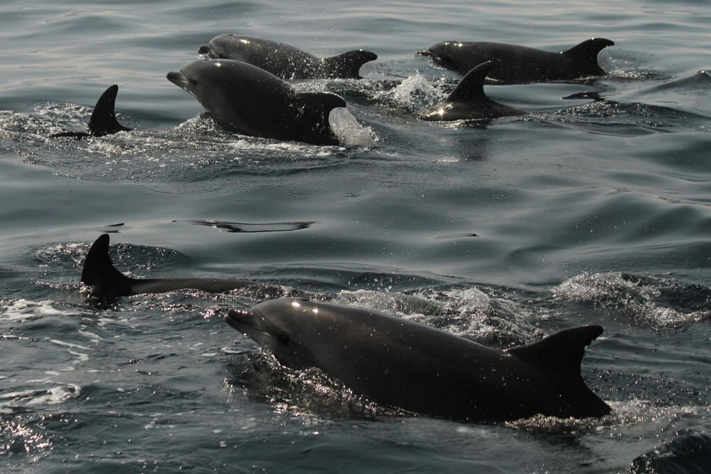delfin mular