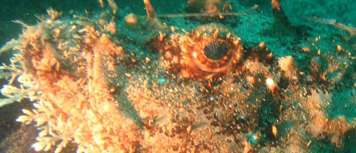 Lophius_piscatorius_SUBnormali-Team (1)